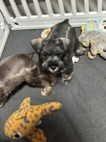 Gentry , a male Miniature Schnauzer for sale in Buffalo, MO – 3 of 6