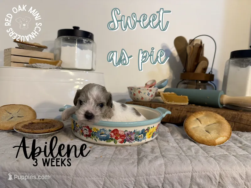Abilene – Miniature Schnauzer puppy for sale in Buffalo, MO