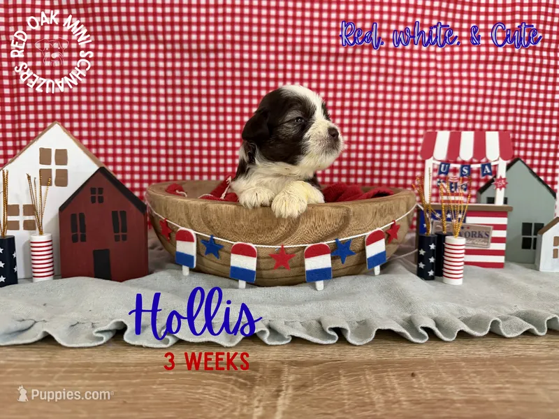 Hollis – Miniature Schnauzer puppy for sale in Buffalo, MO