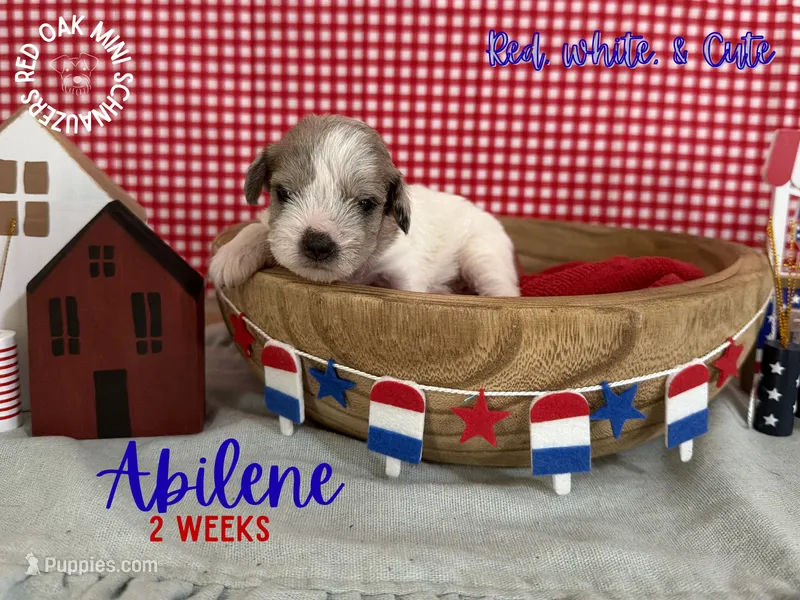 Abilene – Miniature Schnauzer puppy for sale in Buffalo, MO