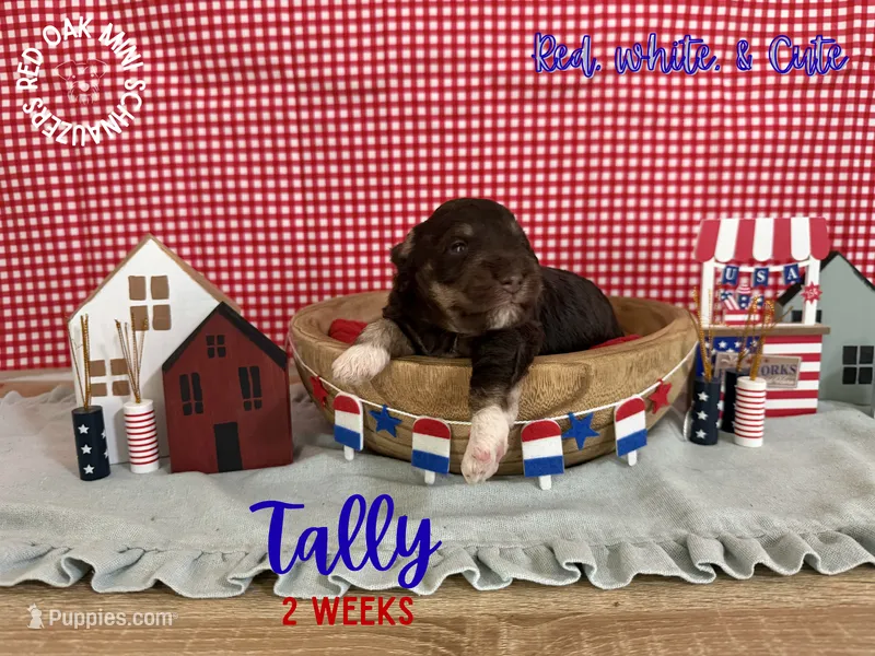 Tallahassee  – Miniature Schnauzer puppy for sale in Buffalo, MO