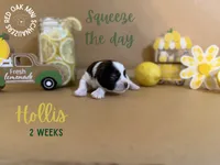 Hollis, a male Miniature Schnauzer for sale in Buffalo, MO – 3 of 4