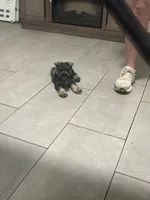 Gentry , a male Miniature Schnauzer for sale in Buffalo, MO – 5 of 6