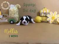 Hollis, a male Miniature Schnauzer for sale in Buffalo, MO – 2 of 4