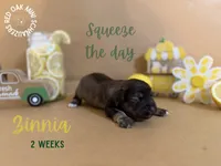 Zinnia, a female Miniature Schnauzer for sale in Buffalo, MO – 3 of 4