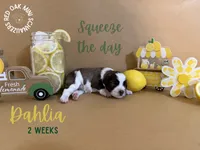Dahlia, a female Miniature Schnauzer for sale in Buffalo, MO – 2 of 4