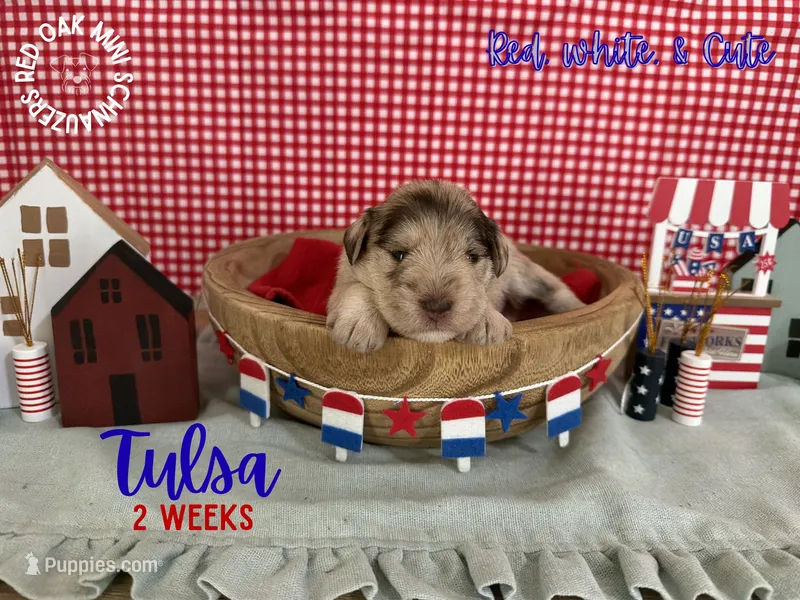 Tulsa – Miniature Schnauzer puppy for sale in Buffalo, MO