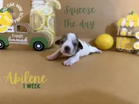Abilene, a female Miniature Schnauzer for sale in Buffalo, MO – 2 of 5