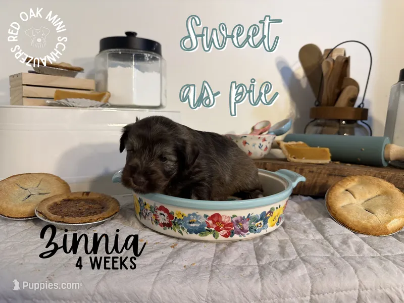 Zinnia – Miniature Schnauzer puppy for sale in Buffalo, MO
