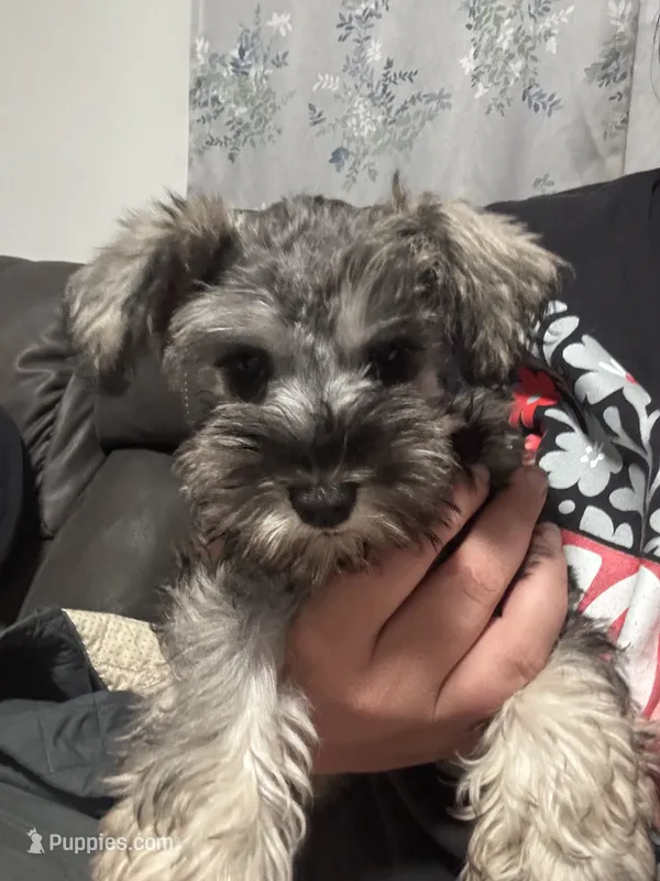 Wells  – Miniature Schnauzer puppy for sale in Buffalo, MO