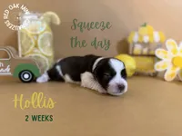 Hollis, a male Miniature Schnauzer for sale in Buffalo, MO – 4 of 4