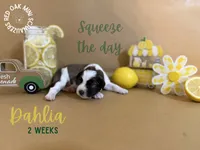 Dahlia, a female Miniature Schnauzer for sale in Buffalo, MO – 3 of 4