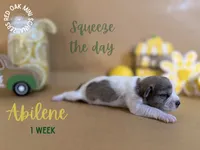 Abilene, a female Miniature Schnauzer for sale in Buffalo, MO – 5 of 5