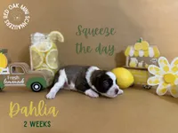 Dahlia, a female Miniature Schnauzer for sale in Buffalo, MO – 4 of 4