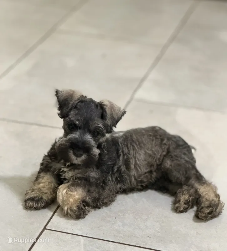Gentry  – Miniature Schnauzer puppy for sale in Buffalo, MO