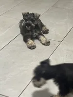 Gentry , a male Miniature Schnauzer for sale in Buffalo, MO – 4 of 6