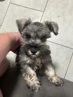 Wells , a male Miniature Schnauzer for sale in Buffalo, MO – 2 of 7