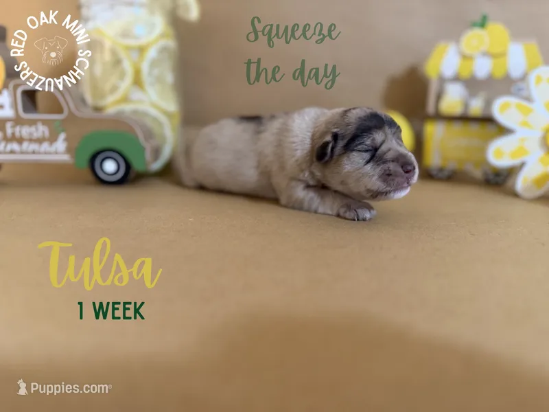 Tulsa, a female Miniature Schnauzer for sale in Buffalo, MO – 1 of 4