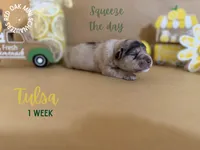 Tulsa, a female Miniature Schnauzer for sale in Buffalo, MO – 1 of 4