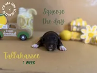 Tallahassee , a female Miniature Schnauzer for sale in Buffalo, MO – 2 of 4