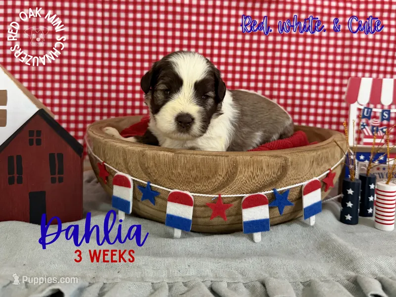 Dahlia – Miniature Schnauzer puppy for sale in Buffalo, MO