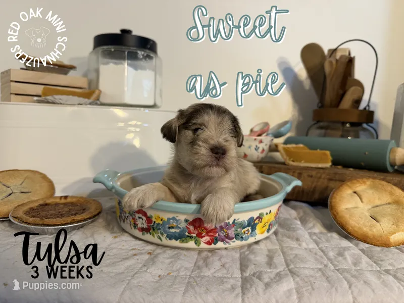 Tulsa – Miniature Schnauzer puppy for sale in Buffalo, MO