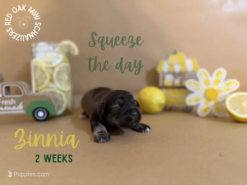 Zinnia, a female Miniature Schnauzer for sale in Buffalo, MO – 1 of 4