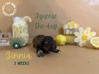 Zinnia, a female Miniature Schnauzer for sale in Buffalo, MO – 1 of 4