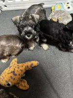 Gentry , a male Miniature Schnauzer for sale in Buffalo, MO – 6 of 6