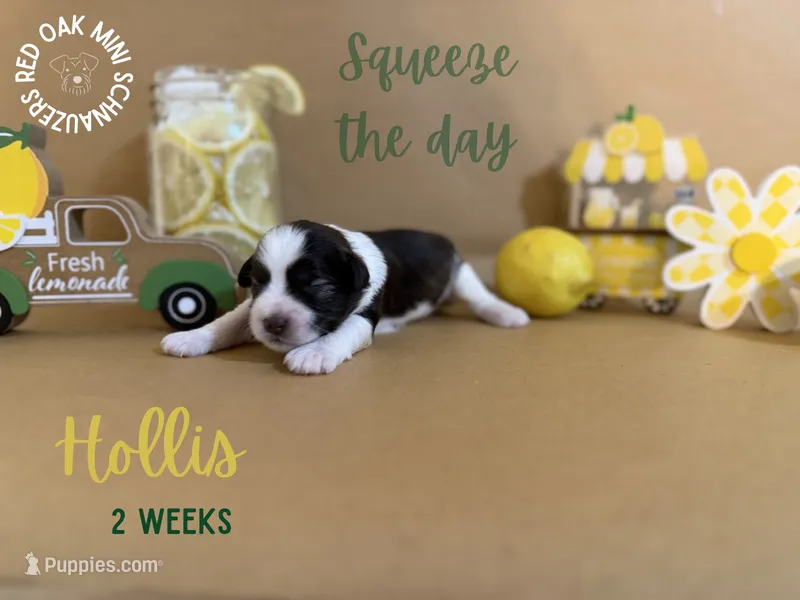 Hollis, a male Miniature Schnauzer for sale in Buffalo, MO – 1 of 4