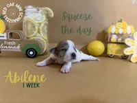 Abilene, a female Miniature Schnauzer for sale in Buffalo, MO – 4 of 5