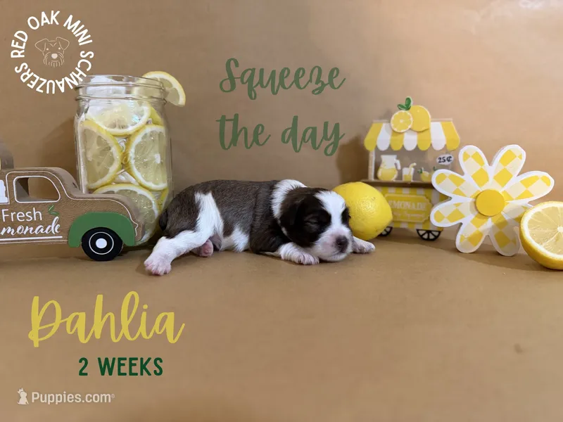 Dahlia – Miniature Schnauzer puppy for sale in Buffalo, MO