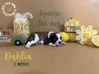 Dahlia, a female Miniature Schnauzer for sale in Buffalo, MO – 1 of 4