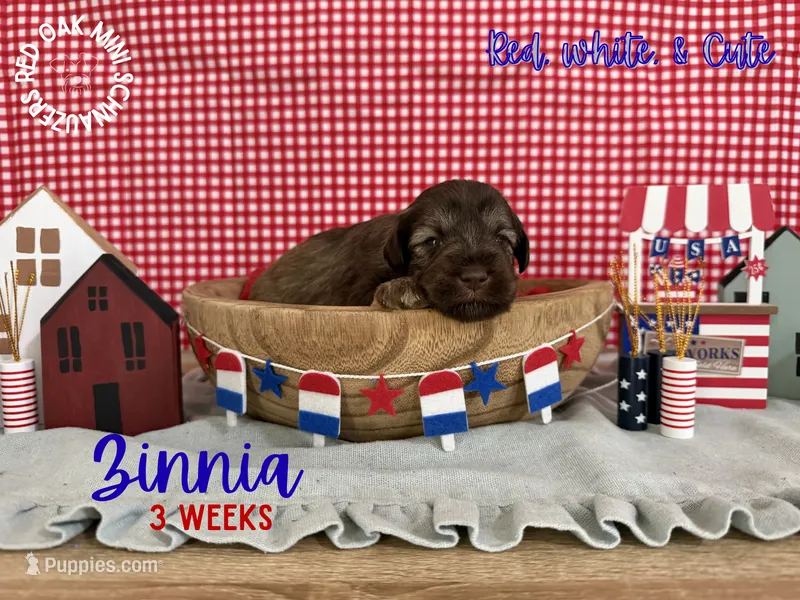 Zinnia – Miniature Schnauzer puppy for sale in Buffalo, MO