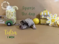 Tulsa, a female Miniature Schnauzer for sale in Buffalo, MO – 2 of 4