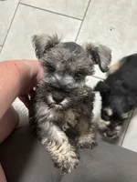 Wells , a male Miniature Schnauzer for sale in Buffalo, MO – 1 of 7