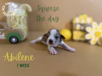 Abilene, a female Miniature Schnauzer for sale in Buffalo, MO – 3 of 5
