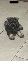 Gentry , a male Miniature Schnauzer for sale in Buffalo, MO – 2 of 6