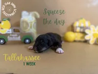 Tallahassee , a female Miniature Schnauzer for sale in Buffalo, MO – 4 of 4