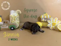 Zinnia, a female Miniature Schnauzer for sale in Buffalo, MO – 2 of 4