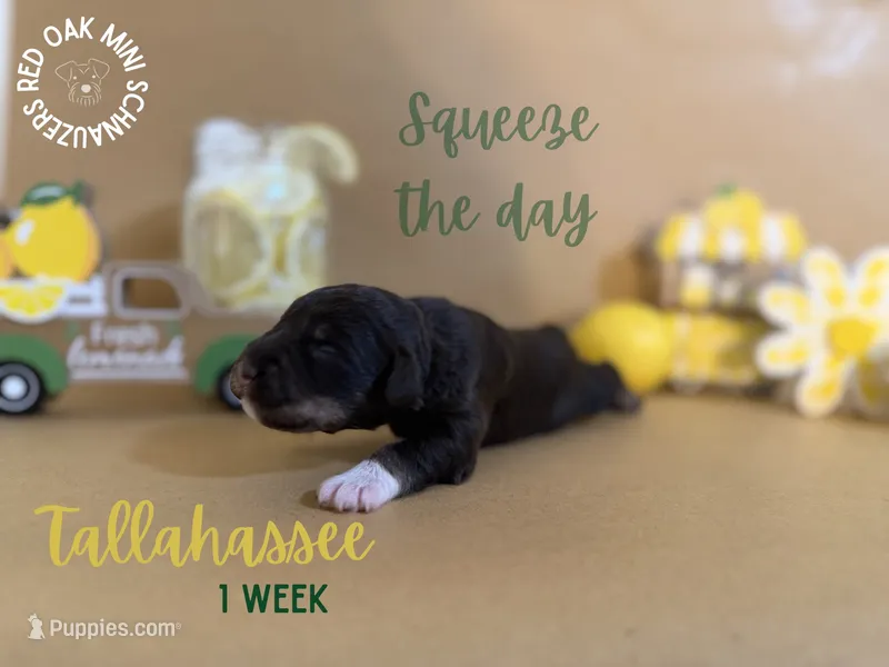 Tallahassee , a female Miniature Schnauzer for sale in Buffalo, MO – 1 of 4