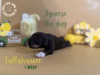 Tallahassee , a female Miniature Schnauzer for sale in Buffalo, MO – 1 of 4