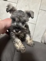 Wells , a male Miniature Schnauzer for sale in Buffalo, MO – 5 of 7