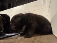 Elsa (AKC Lab) , a female Labrador Retriever for sale in Charlotte, NC – 4 of 5