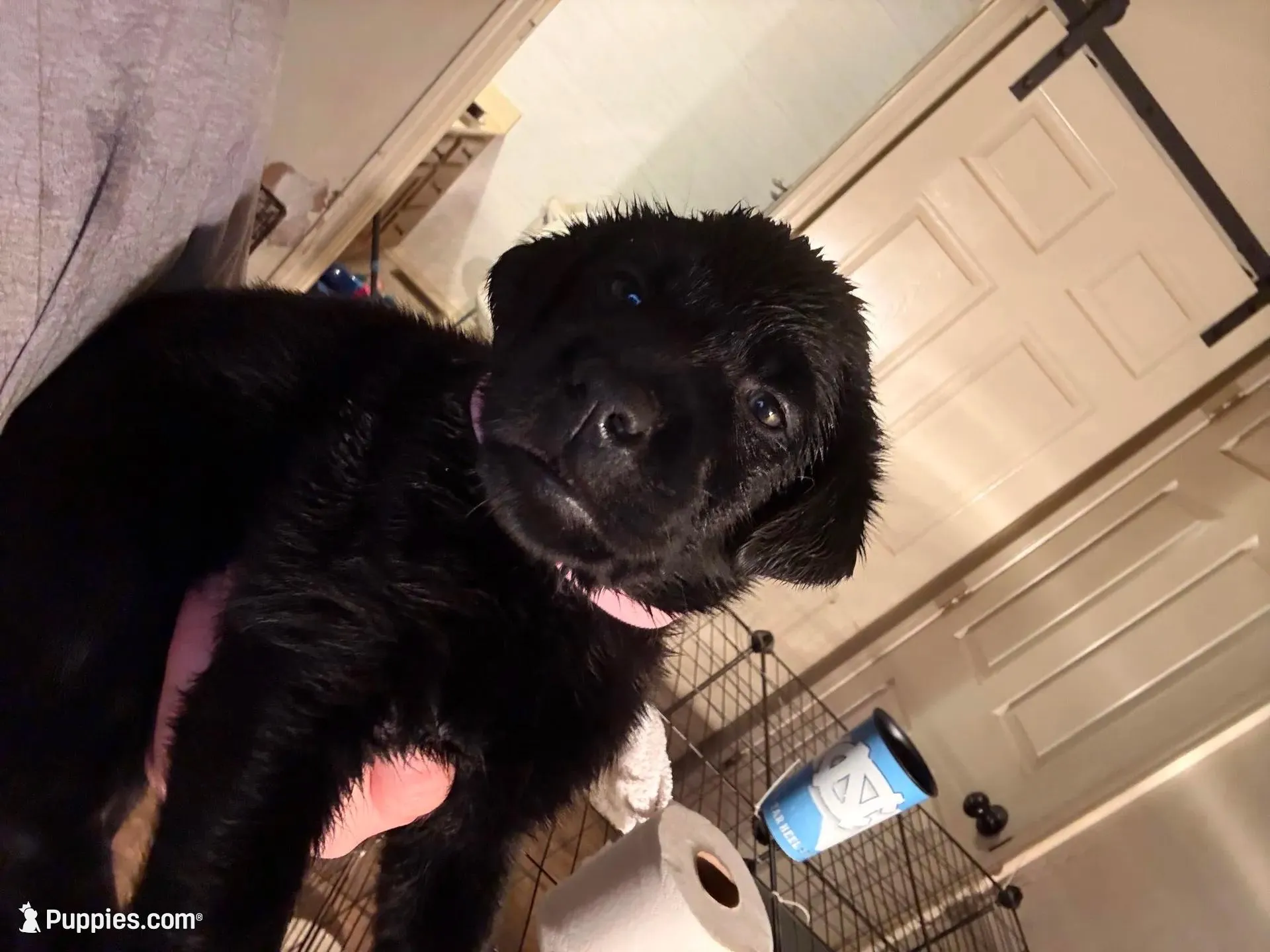 Dreamy 🩷, a female Labrador Retriever for sale in Charlotte, NC – Photo 4 of 5