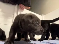 Scooby (AKC Lab), a male Labrador Retriever for sale in Charlotte, NC – 2 of 6