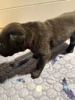 Ariel (AKC Lab), a female Labrador Retriever for sale in Charlotte, NC – 4 of 6