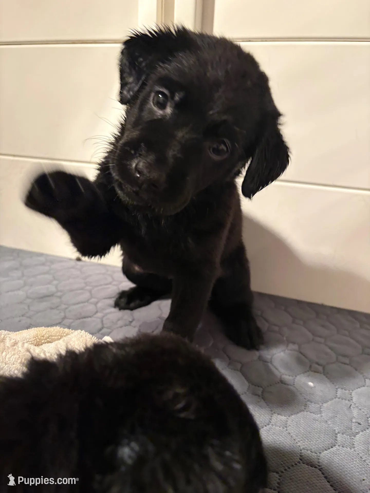 Bluey 🩵 – Labrador Retriever puppy for sale in Charlotte, NC