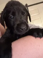 Bronco 🧡, a male Labrador Retriever for sale in Charlotte, NC – Photo 4 of 7