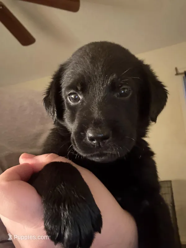 Bronco 🧡 – Labrador Retriever puppy for sale in Charlotte, NC